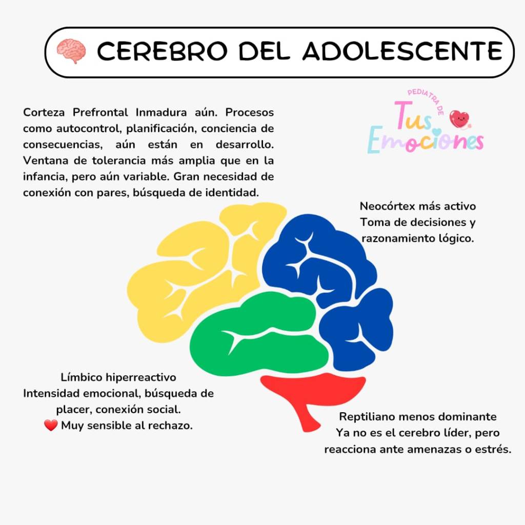 Entendiendo a los adolescentes y su cerebro para acompañarlos y comprenderlos mejor.